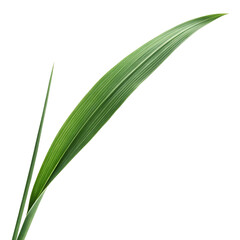 Single green grass blade with visible veins and a pointed tip extending from a stem isolated on a transparent background