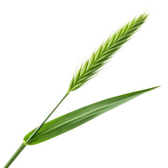 Single green grass blade with a spikelet and leaf against a isolated on a transparent background