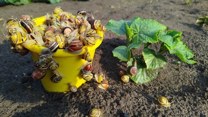 Bucket Snails. A bright yellow plastic bucket overflowing with numerous snails of varying sizes and...