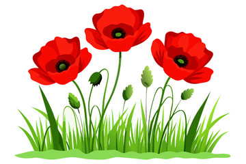 Fototapeta premium Red poppies isolated on white