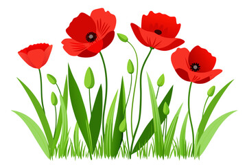 Fototapeta premium Red poppy flowers