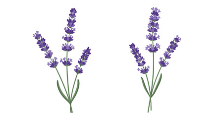 Obraz premium Two delicate sprigs of purple lavender with green leaves and stalks presented in a simple and elegant illustration for aromatherapy.