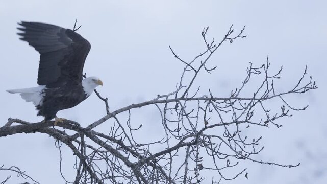 Super-Slow Motion Clip of Bald Eagle Taking Flight, Chilkat Bald Eagle Reserve, Haines, Alaska