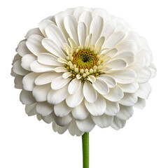 Single white zinnia flower with green stem and yellow center petals isolated on a transparent background