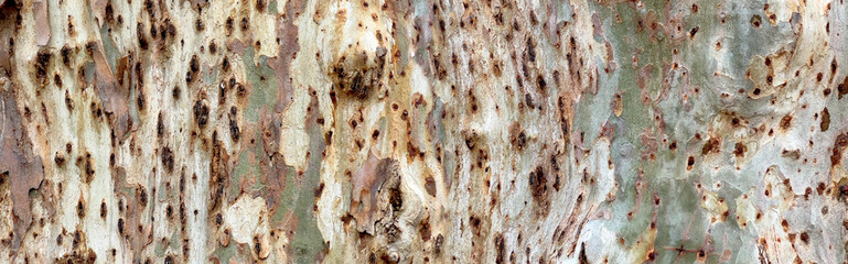 Eucalyptus tree bark texture peeling rough surface