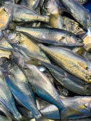 Fresh bluefish catch displaying silvery scales at market