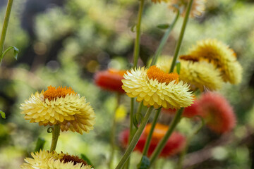 Flor Sempre-viva (Xerochrysum bracteatum) amarela e rosa. Jardim