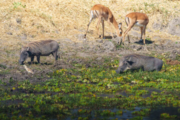 Warthog (Phacochoerus) foraging a waterhole with antelope in background and heron © Brian Scantlebury