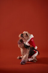 A small dog, possibly a Yorkshire Terrier, sits upright holding a red Santa boot-shaped toy in its mouth. The dog wears a festive scarf and poses proudly.