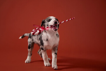A playful puppy with a speckled coat holds a red-and-white rope toy resembling a candy cane in its mouth. The dog is mid-step and lit brightly against the red wall.