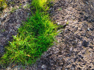 Fresh green grass grows between the rocks