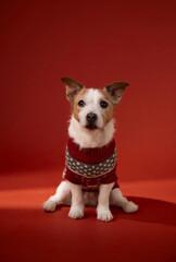 A Jack Russell Terrier wearing a red and white winter sweater sits calmly on a red floor. The simple background and centered pose focus on the pet festive attire.