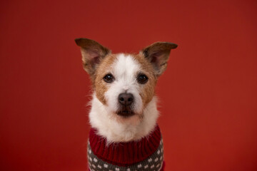 A close-up portrait of a Jack Russell Terrier wearing a knitted sweater is captured against a red background. The dog calm gaze and centered framing emphasize its expressive face.