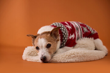 A Jack Russell Terrier rests comfortably on a soft white mat while wearing a patterned red sweater. The warm tones and relaxed posture create a peaceful festive atmosphere.