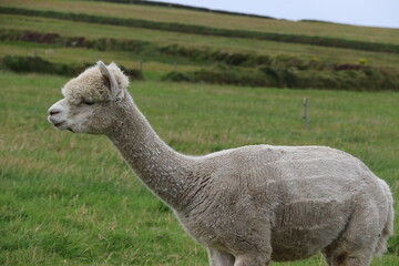 Obraz premium Alpaga domestique évoluant librement dans une ferme écologique en Irlande