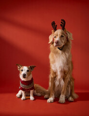 A Jack Russell Terrier and Nova Scotia Retriever sit side by side in festive sweaters and antlers. The red backdrop and coordinated outfits highlight the holiday spirit.