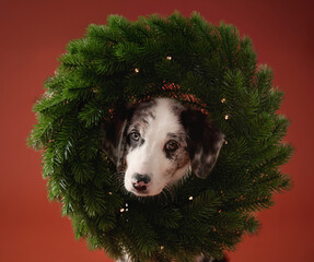 A puppy head appears through a green Christmas wreath, creating a playful holiday frame. The red backdrop enhances the festive feel of the composition.