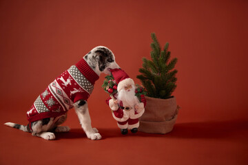 A young mixed-breed puppy in a red sweater curiously sniffs a Santa figure next to a tiny Christmas tree. The scene is set against a clean red background with festive props.