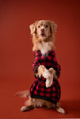 A Nova Scotia Retriever sits wearing a red plaid holiday shirt and looks upward. The festive studio setup creates a warm seasonal portrait.