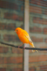 A canary. Canary bird with orange color.