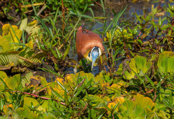 Obraz premium < African jacana (Actophilornis africanus) and young searching around for small insect or aquatic life for food.