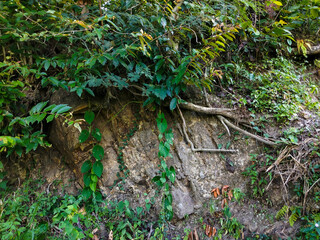 A rock wall in the wild overgrown with bushes and ferns