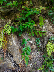 A rock wall in the wild overgrown with bushes and ferns