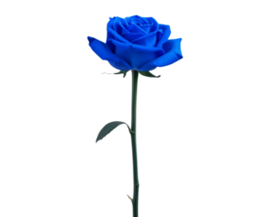 Single blue rose long stem vertical stand pose isolated on transparent background 