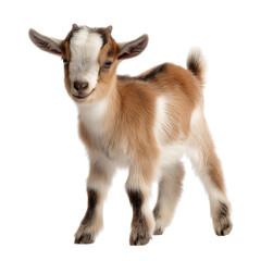 Fototapeta premium A cute baby goat with white and brown markings looking directly at the camera