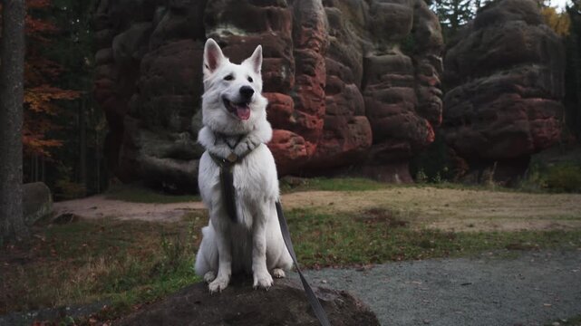 Swiss Shepherd Dog in the Zittau Mountains Kelchstein, Germany. 