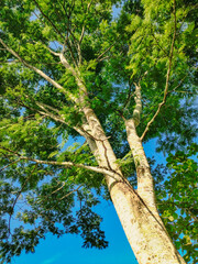 A towering petai (Mimosoidae) tree with thick leaves against a blue sky