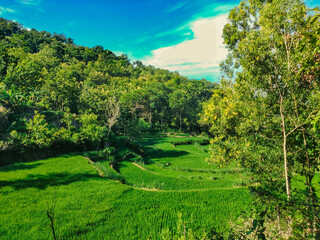 Terraced rice fields with a backdrop of rocky forest and blue sky in the Gunung Kidul mountains of the Yogyakarta region of Indonesia	
