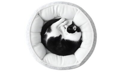 Black and white cat peacefully sleeping in soft round pet bed on white background