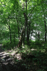 Fototapeta premium Majestic green trees with dense crowns fill the forest space, where soft rays of sunlight break through the leaves. A forest path with tire tracks leads deep into the wild nature, creating an atmosphe