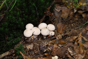 A group of snow-white puffball mushrooms with a characteristic spiky texture grows on the damp forest floor next to dark green moss.