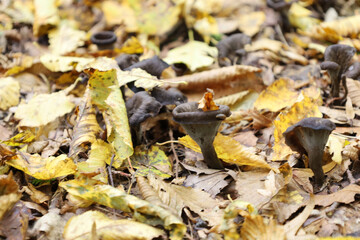 Fototapeta premium Rare black chanterelles, known as horns of plenty, gracefully grow through a carpet of fresh yellow and brown fallen leaves.