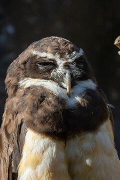 Spangled Cotinga (Cotinga cayana), found in the canopy of the Amazon Rainforest in South America