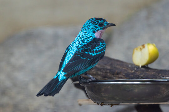 Spangled Cotinga (Cotinga cayana), found in the canopy of the Amazon Rainforest in South America