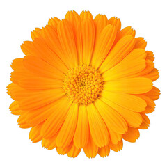 Vibrant orange Calendula flower isolated against a stark black background.