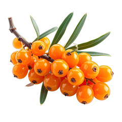 A vibrant cluster of ripe sea buckthorn berries with green leaves on a dark background.
