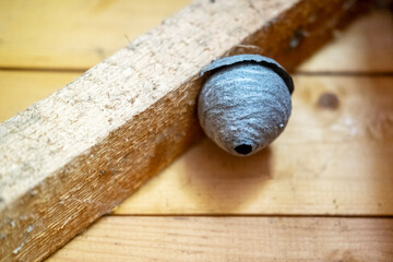 Wasps nest securely attached to a wooden beam, showcasing intricate construction. This close-up highlights the natural materials used by wasps to create their distinct, rounded structure.