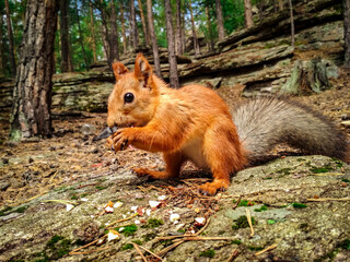 close-up of a wild red squirrel.  A squirrel eating nuts in the forest. Wildlife shot for nature magazines, wildlife conservation campaigns, animal calendars, environmental blog posts.