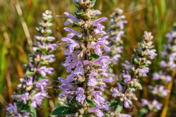 Close-up of delicate purple wildflower stalks in a field, focus on individual blooms
