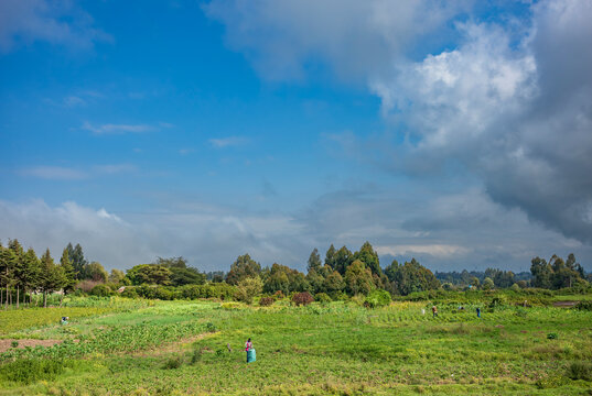 Rural life seen from the dirt road of people working and living