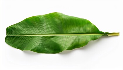 Obraz premium Tropical Banana Leaf Isolated On White Background