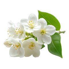 Obraz premium A Close-up of Fragrant White Jasmine Flowers with Green Leaves Against a Black Background