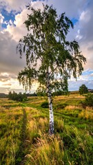 Obraz premium Tall birch tree stands in a field under a cloudy, colorful sky