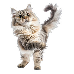 A majestic long-haired tabby cat striking an expressive pose against a stark black background.