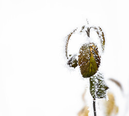 snow covered rose plant