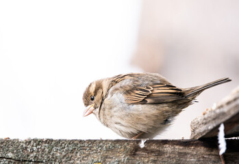 house sparrow  